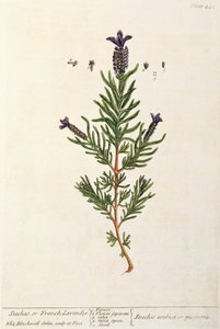 Francia levendula, 241-es tábla az „A Curious Herbal”-ból, 1782-ben (színes metszet) alkotó: Elizabeth Blackwell