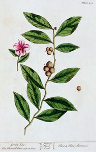 Zöld tea, 1782 alkotó: Elizabeth Blackwell
