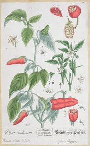 Guineai bors (Piper Indicum) 129. tányér az „A Curious Herbal” német kiadásából, 1757-ben