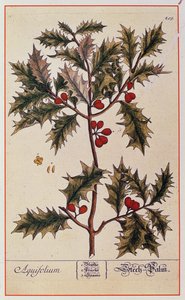 Holly az „A Curious Herbal”-ból, 1782