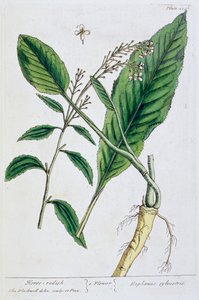 Torma, 1782 alkotó: Elizabeth Blackwell