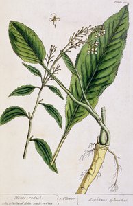 Torma, 415. tábla az 1782-ben megjelent "Egy különös gyógynövény" című műből (színes metszet). alkotó: Elizabeth Blackwell