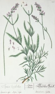 Levendula tüske, a művész "Herbarium Blackwellianum" című művének táblája, 1757 (toll és tinta és wc, papír) alkotó: Elizabeth Blackwell