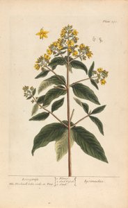 Lysimachia (Loosestrife), 278. tábla az „A Curious Herbal”-ból, II. kötet, London, 1737 alkotó: Elizabeth Blackwell