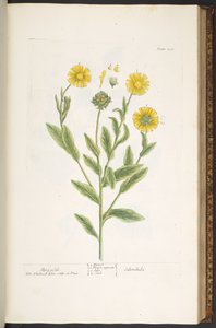 106. tábla, Mary Golds, az 