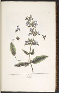 10. tábla, Sage, az „A Curious Herbal”-ból alkotó: Elizabeth Blackwell