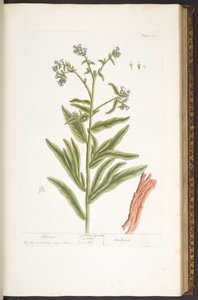 112. tábla az „Egy kíváncsi gyógynövényből” alkotó: Elizabeth Blackwell