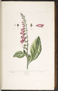 16. tábla, Fox Glove, az 