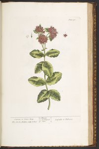 191. tábla, Orpine, avagy Élj sokáig, az 