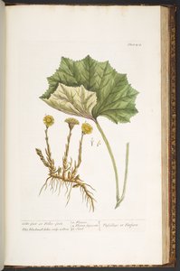 204-es tábla, az "A Curious Herbal"-ból alkotó: Elizabeth Blackwell