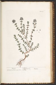 211-es tábla, kakukkfű, az „A Curious Herbal” c. alkotó: Elizabeth Blackwell