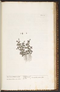 212. tábla, az „A Curious Herbal” című könyvből alkotó: Elizabeth Blackwell