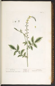 21. tábla, Agrimony, az 