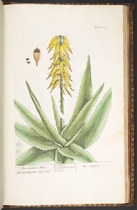 229. tábla, az 