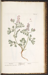 237. tábla, Fumitory, az 