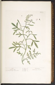 23. tábla, kerti zsázsa, az „A Curious Herbal”-ból alkotó: Elizabeth Blackwell