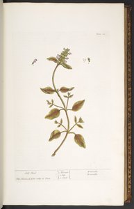 24. tábla, Self Heal, az 