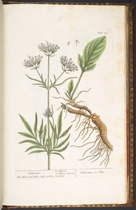 250. tábla, Valerian, az 