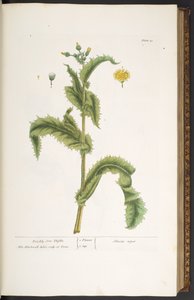 30. tábla, Prickly Son Thistle, az 