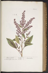 317. tányér, Flower Gentle, vagy Amaranthus, az 