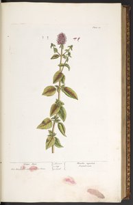 32. tábla, vízi menta, az „A Curious Herbal”-ból alkotó: Elizabeth Blackwell