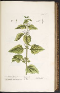 33. tábla, Fehér arkangyal, halott csalán, az „A Curious Herbal”-ból alkotó: Elizabeth Blackwell