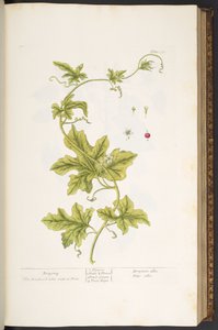37. tábla, Bryony, az 