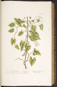 38. tábla, Great Bindweed, az 