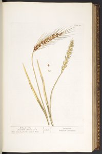 40. tábla, Búza és szakállas búza, az „Egy kíváncsi gyógynövényből” alkotó: Elizabeth Blackwell