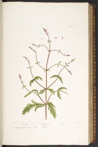 41. tábla, Vervain, az 