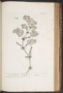 435. tábla, Ladies Bedstraw, az 