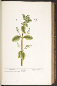 48. tábla, Brook Lime, az „A Curious Herbal”-ból alkotó: Elizabeth Blackwell