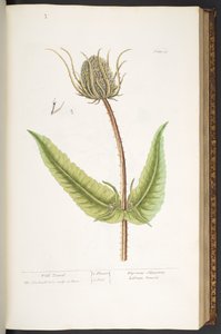 50. tányér, Wild Teasel, az 