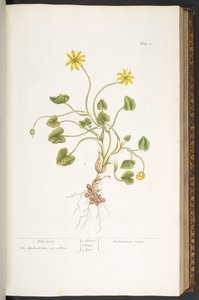 51. tábla, sörfű, az „A Curious Herbal” c. alkotó: Elizabeth Blackwell