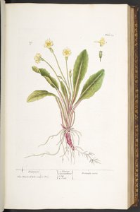 52. tábla, Primrose, az 