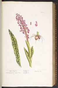 53. tábla, férfi Satyrion, az 