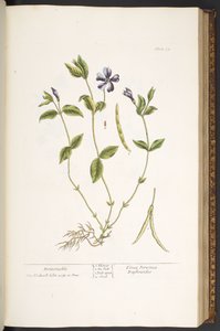 59. tábla, Periwinkle, az 