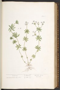 60. tábla, fatető az "A Curious Herbal"-ból alkotó: Elizabeth Blackwell