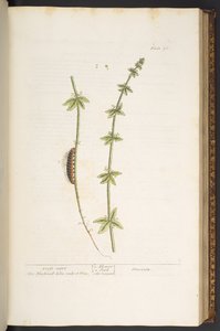 76. tábla, Cross Wort, az „A Curious Herbal”-ból alkotó: Elizabeth Blackwell