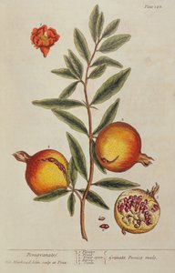 Punica granatum, Egy kíváncsi gyógynövényből, 1782
