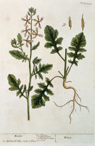 Rakéta, 242-es tábla az „A Curious Herbal”-ból, 1782-ben (színes metszet)