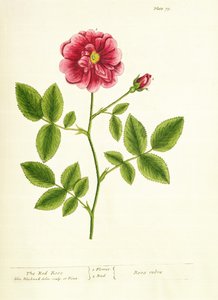 Rózsa: Gallica, az „A Curious Herbal”-ból, 1737 alkotó: Elizabeth Blackwell