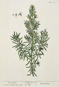 Rosmarinus Officinalis, "Egy különös gyógynövény", 1782 (színes metszet) alkotó: Elizabeth Blackwell