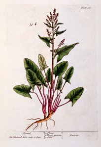 Sóska, 230-as tábla az „A Curious Herbal”-ból, 1782-ben (színes metszet)