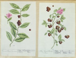 Tea és Kína Tea, tányér a „Herbarium Blackwellianum”-ból, 1757-ben, Nürnbergben, Németországban (színes metszet) alkotó: Elizabeth Blackwell