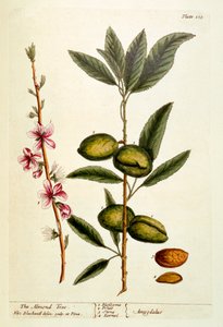 A mandulafa, 105-ös tábla az „A Curious Herbal”-ból, 1782-ben (színes metszet)