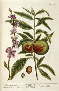 Az őszibarackfa alkotó: Elizabeth Blackwell