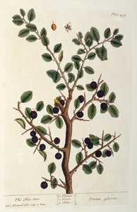 The Sloe Tree, 494-es tábla a „The Curious Herbal”-ból, 1782-ben jelent meg (színes metszet) alkotó: Elizabeth Blackwell