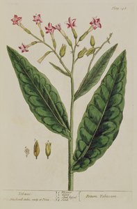 Dohány, 1782-ben megjelent „A Curious Herbal” 146-os táblája (színes metszet)