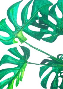 Trópusi monstera levelek